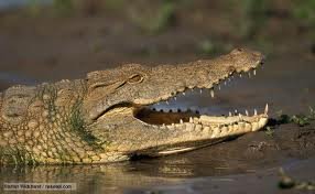 BUAYA